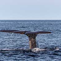 The Sanctity of Whales